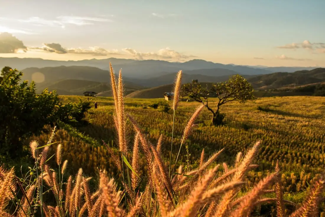 Champs cultivés et collines boisées du nord de la Thaïlande au coucher du soleil, hautes herbes au premier plan.